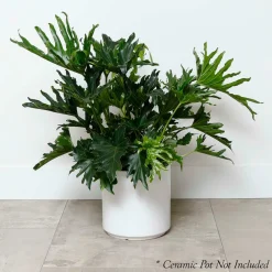 Indoor Plants><noscript><img width=
