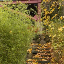 Landscape Plants>Roger's Gardens Phyllostachys Aurea - Golden Bamboo - 10 Gallon