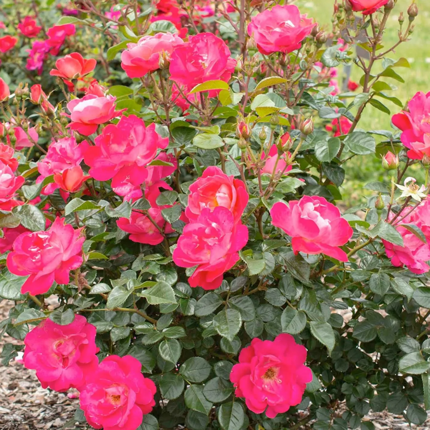Roses>Roger's Gardens Pink Brick House - 5 Gallon