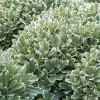 Landscape Plants>Roger's Gardens Pittosporum 'Cream De Mint'® - Cream De Mint Dwarf Pittosporum - 5 Gallon