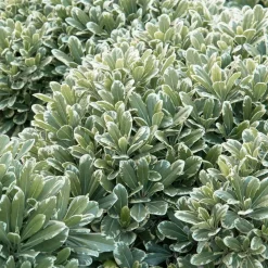 Landscape Plants>Roger's Gardens Pittosporum 'Cream De Mint'® - Cream De Mint Dwarf Pittosporum - 5 Gallon