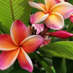 Landscape Plants>Roger's Gardens Plumeria "Dwarf Miniature" 8In - Assorted Colors