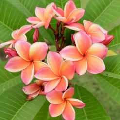 Landscape Plants><noscript><img width=