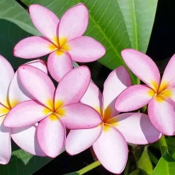 Landscape Plants><noscript><img width=