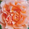 Roses>Roger's Gardens Polka - 15 Gallon