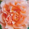 Roses>Roger's Gardens Polka - 5 Gallon