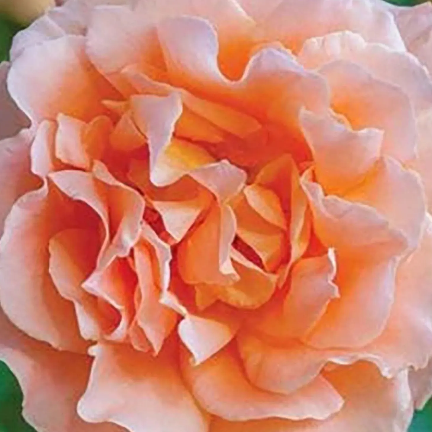 Roses>Roger's Gardens Polka - 5 Gallon