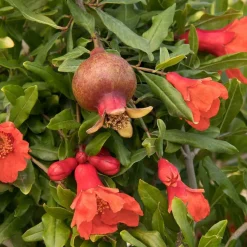 Fruit Trees>Roger's Gardens Pomagranate 'smith Angel Red'® Pp - Angel Red Pomegranate - 5 Gallon
