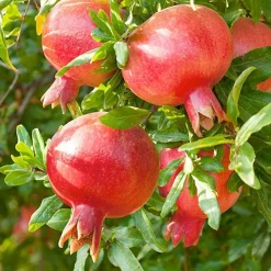 Fruit Trees>Roger's Gardens Pomegranate 'Punica Parfianka' - #5 Gallon