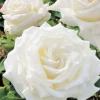 Roses>Roger's Gardens Pope John Paul Ii - 15 Gallon