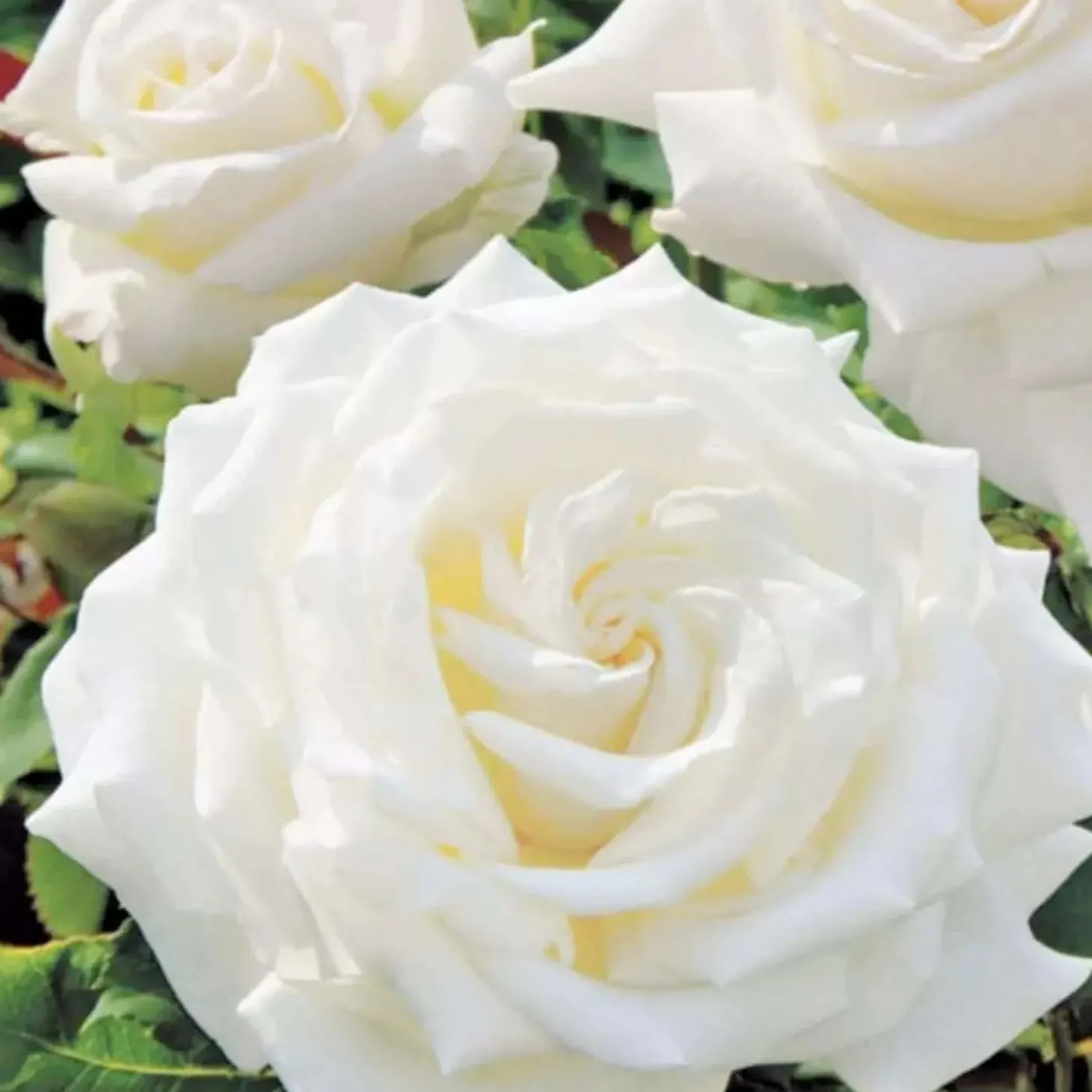 Roses>Roger's Gardens Pope John Paul Ii - 15 Gallon