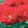 Roses>Roger's Gardens Preference - 24" Tree - 5 Gallon