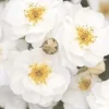 Roses>Roger's Gardens Pretty Polly White - 5 Gallon