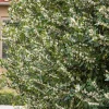 Landscape Plants>Roger's Gardens Prunus 'Bright N Tight'™ - Bright 'N Tight Carolina Laurel - 10 Gallon
