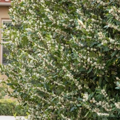 Landscape Plants>Roger's Gardens Prunus 'Bright N Tight'™ - Bright 'N Tight Carolina Laurel - 10 Gallon