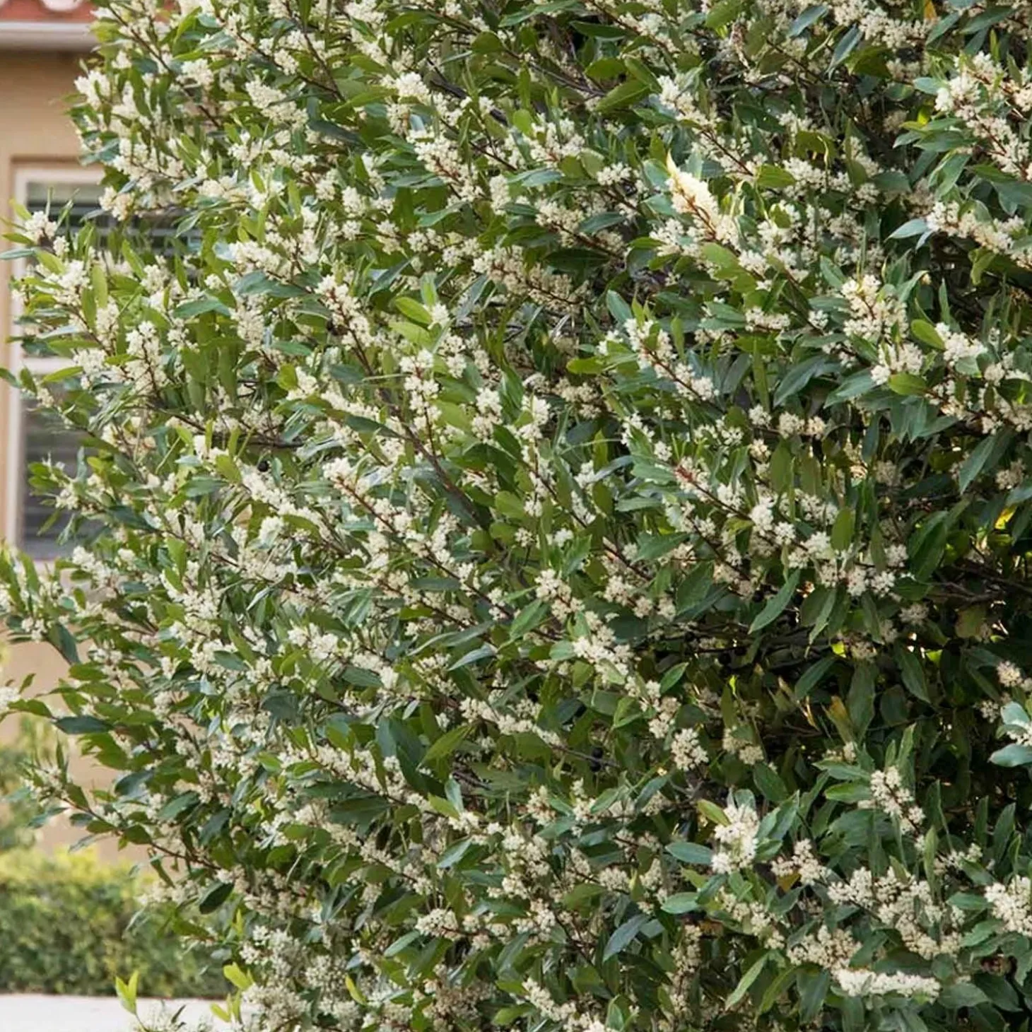 Landscape Plants>Roger's Gardens Prunus 'Bright N Tight'™ - Bright 'N Tight Carolina Laurel - 15 Gallon