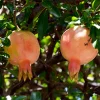 Fruit Trees>Roger's Gardens Punica 'Eversweet' - #5 Gallon