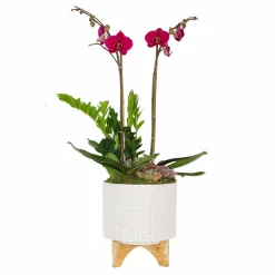Original Design Arrangements>Roger's Gardens Purple Orchid In Chevron Pot