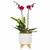 Indoor Planted Arrangements>Roger's Gardens Purple Orchid In Chevron Pot