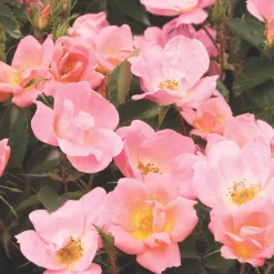 Roses>Roger's Gardens Rainbow Knock Out - 2 Gallon