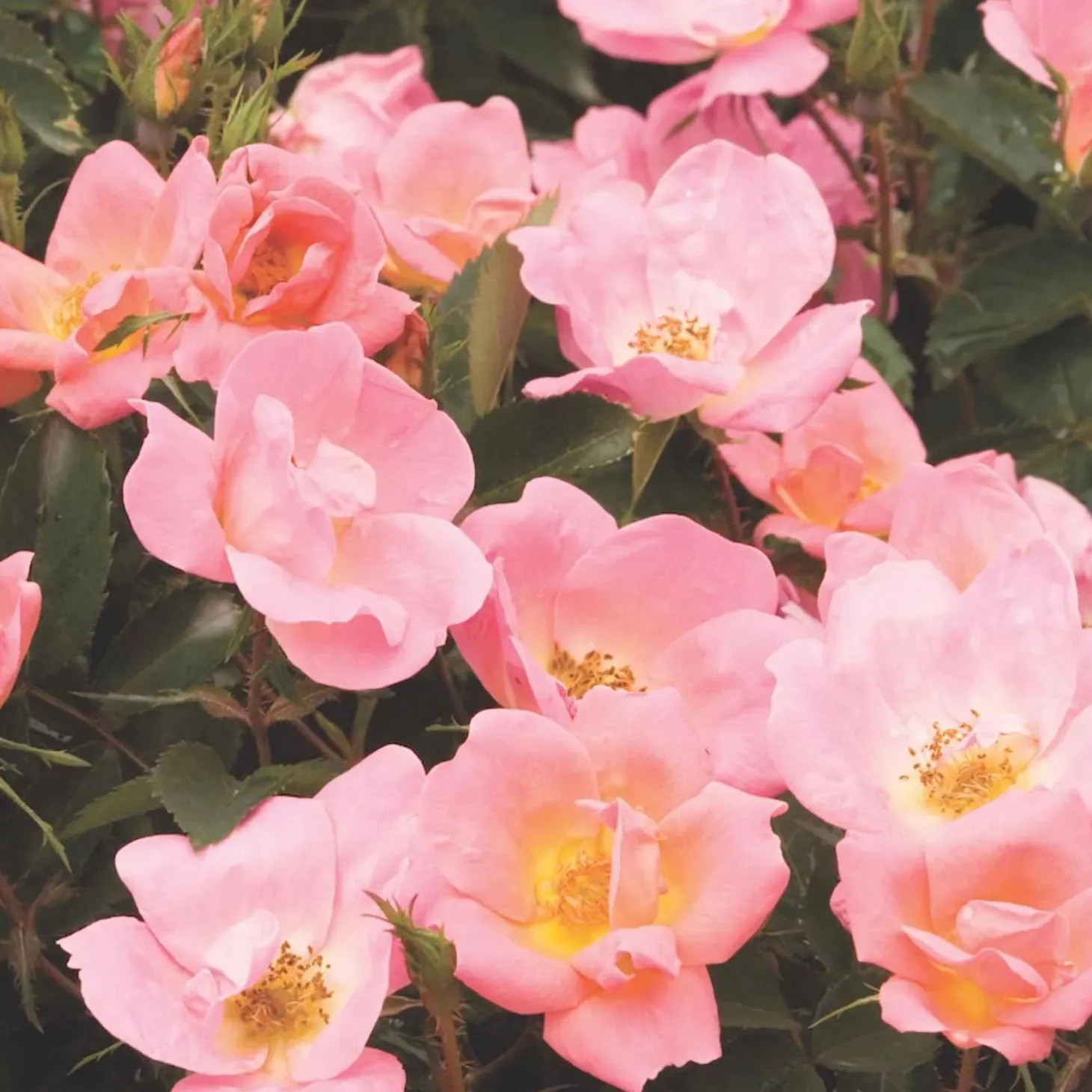 Roses>Roger's Gardens Rainbow Knock Out - 2 Gallon