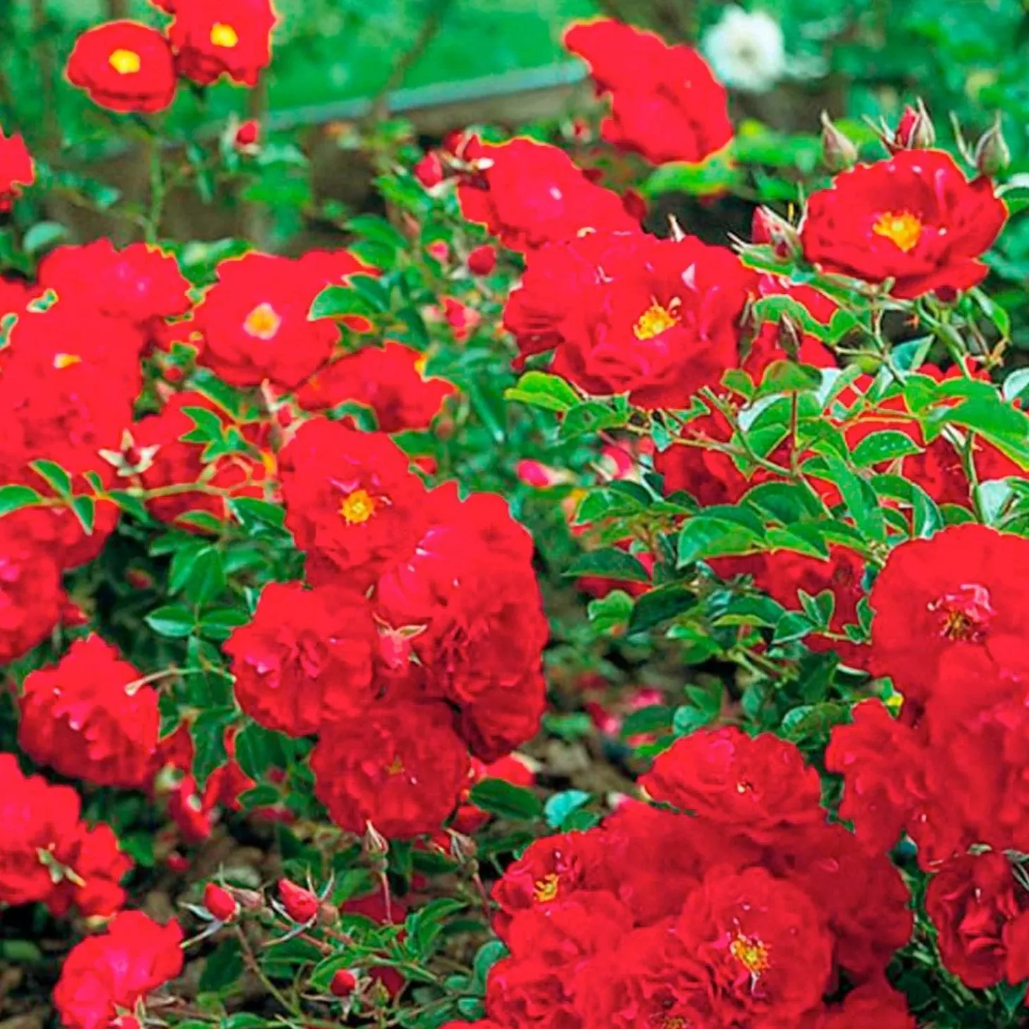 Roses>Roger's Gardens Red Ribbons - 5 Gallon