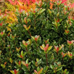Landscape Plants>Roger's Gardens Rhaphiolepis Umbellata 'Minor' - Dwarf Yedda Hawthorn - 2 Gallon