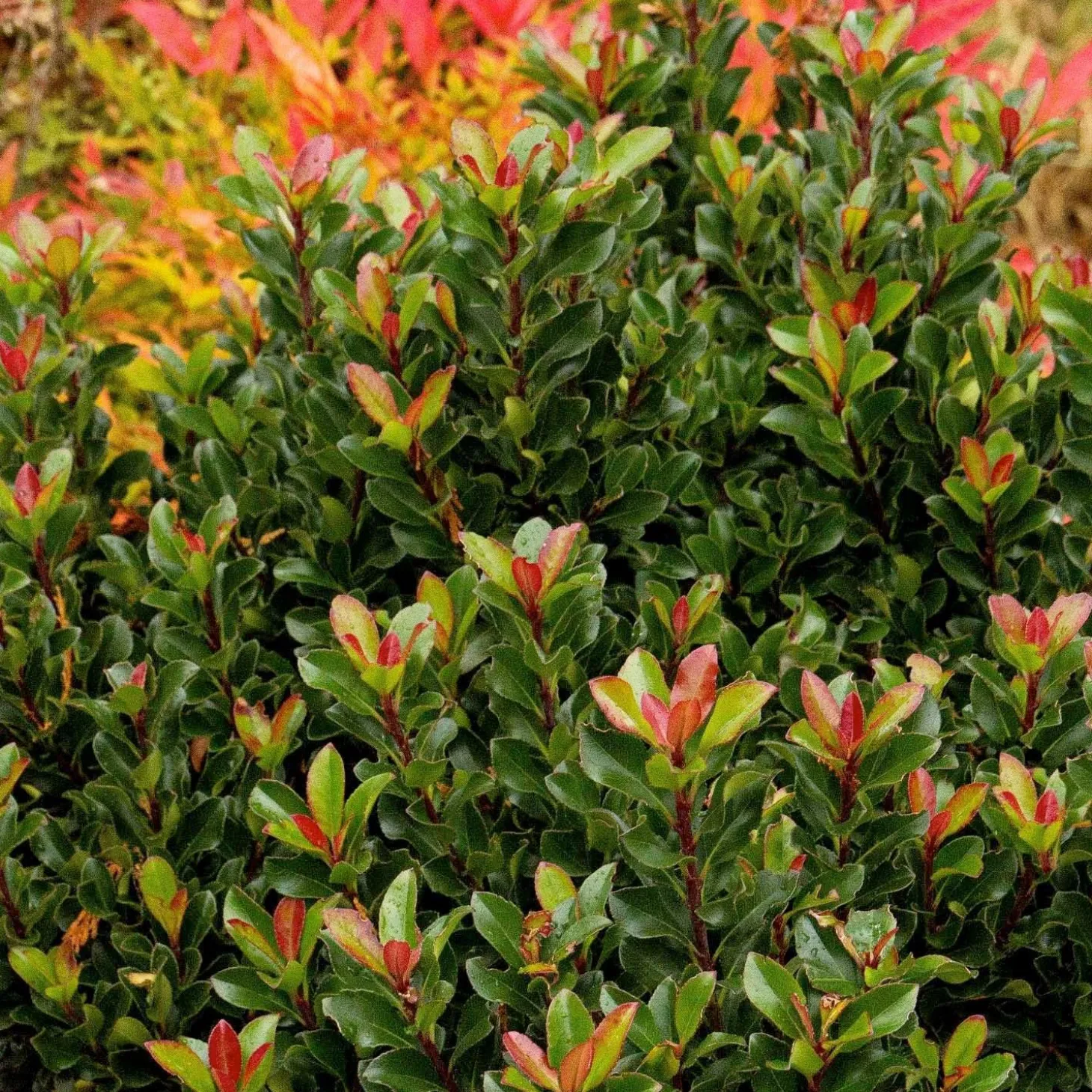 Landscape Plants>Roger's Gardens Rhaphiolepis Umbellata 'Minor' - Dwarf Yedda Hawthorn - 2 Gallon