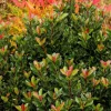 Landscape Plants>Roger's Gardens Rhaphiolepis Umbellata 'Minor' - Dwarf Yedda Hawthorn - 5 Gallon