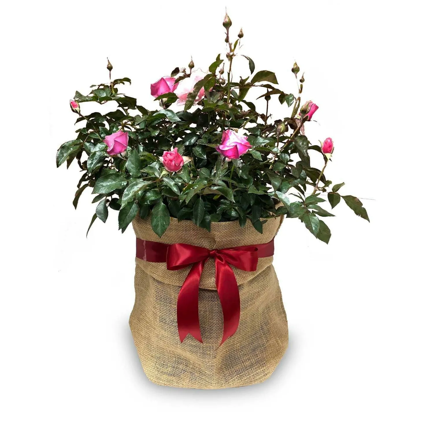 Roses>Roger's Gardens Ring Of Fire - 5 Gallon