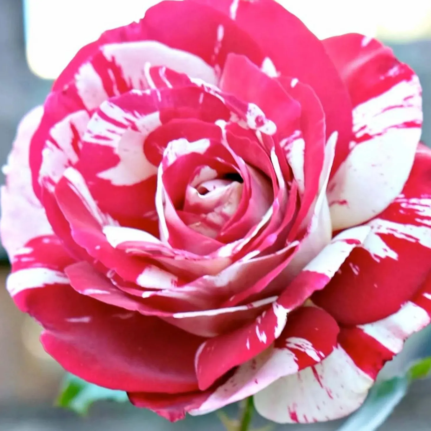 Roses>Roger's Gardens Rock & Roll - 5 Gallon