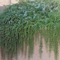 Landscape Plants>Roger's Gardens Rosmarinus 'Huntington Carpet' - Huntington Carpet Rosemary - 5 Gallon
