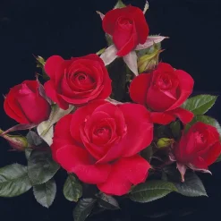 Roses>Roger's Gardens Ruby Ruby - 5 Gallon