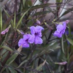 Landscape Plants>Roger's Gardens Ruellia Brittoniana - Mexican Petunia - 2 Gallon