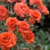 Roses>Roger's Gardens Salmon Sunblaze - Mini - 3 Gallon