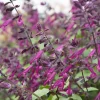 Hummingbird Plants>Roger's Gardens Salvia 'Love And Wishes'