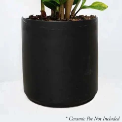 Indoor Plants>Roger's Gardens Sanservieria Laurentii - 6" Pot