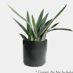 Indoor Plants>Roger's Gardens Sansevieria Sayurii - Snake Plant - 8" Pot