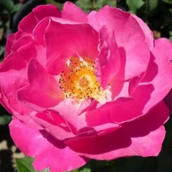 Roses>Roger's Gardens Shining Moment - 5 Gallon
