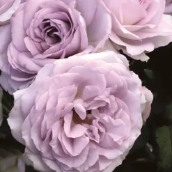 Roses>Roger's Gardens Silver Lining - 36" Tree - 5 Gallon
