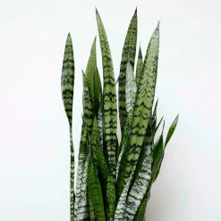 Indoor Plants>Roger's Gardens Snake Plant -Sansevieria Zeylanica - 10In
