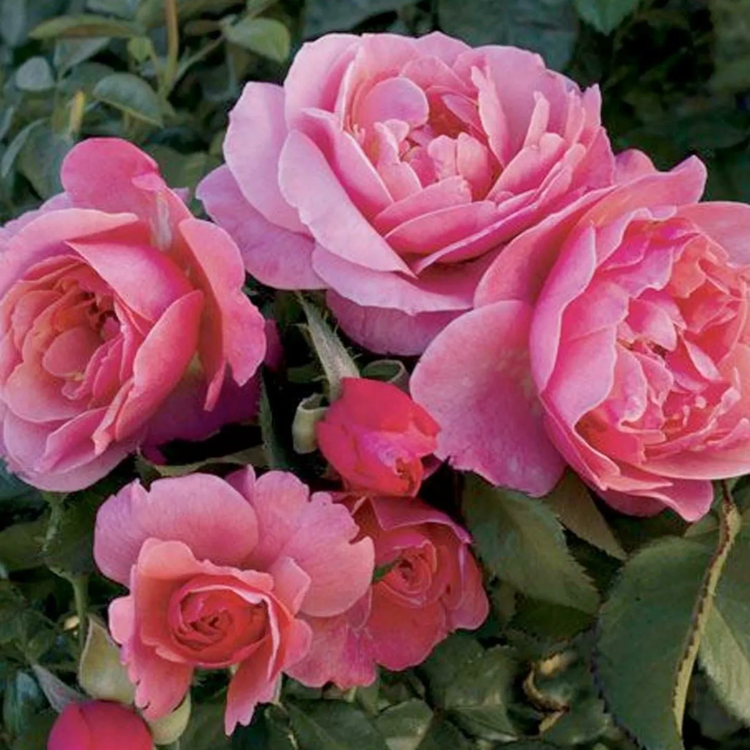 Roses>Roger's Gardens Social Climber - 5 Gallon