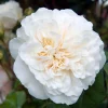 Roses>Roger's Gardens Sombreuil - 5 Gallon