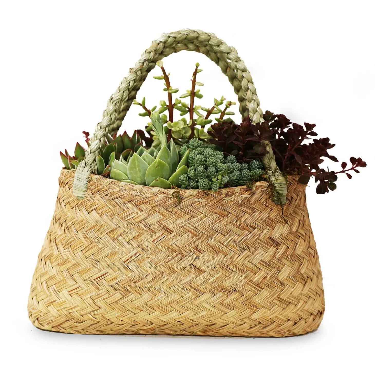 Outdoor Planted Containers>Roger's Gardens Succulents In Large Grass Purse