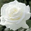 Roses>Roger's Gardens Sugar Moon - 36" Tree - 15 Gallon