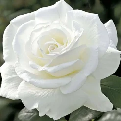 Roses>Roger's Gardens Sugar Moon - 36" Tree - 15 Gallon