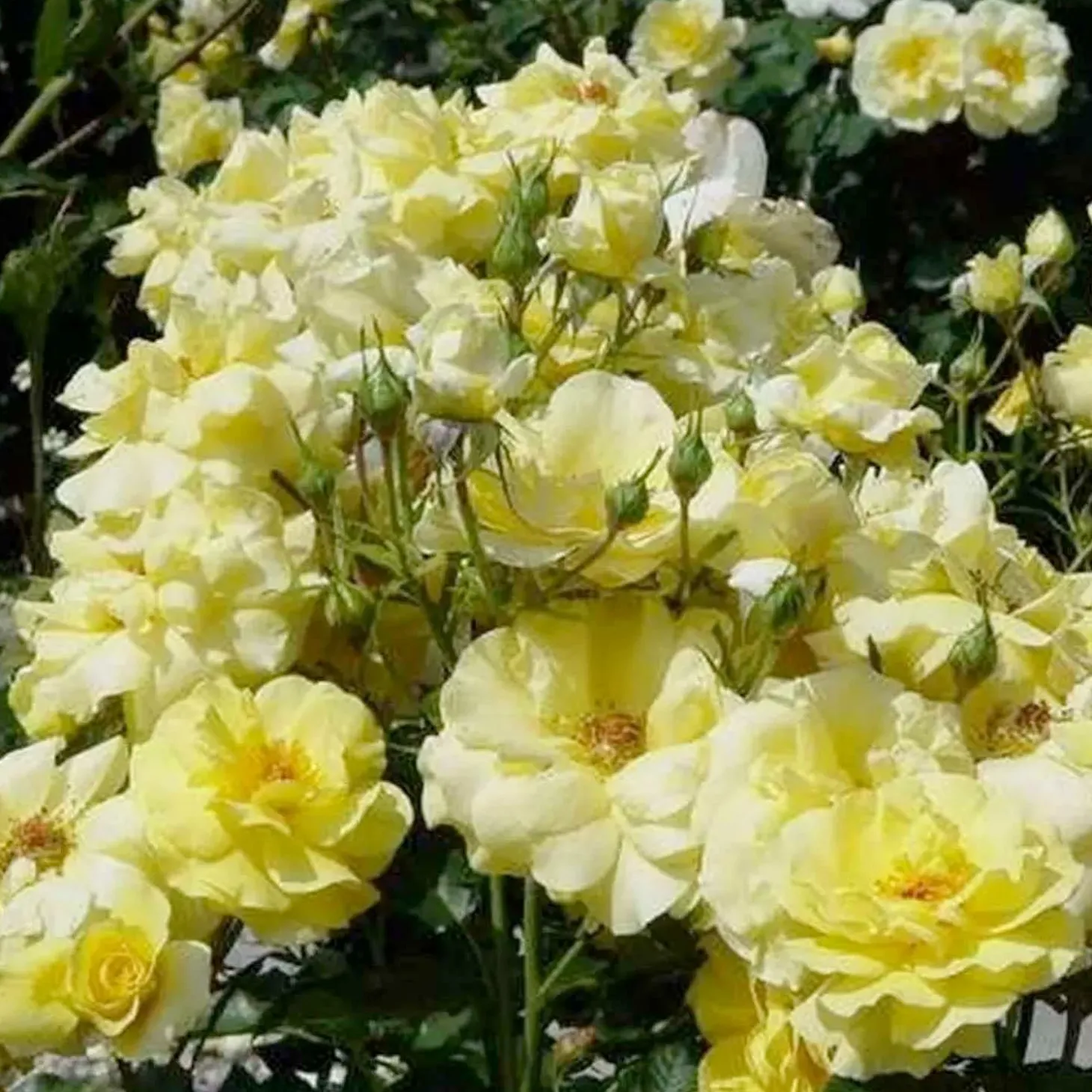 Roses>Roger's Gardens Sunflare - 5 Gallon