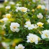 Roses>Roger's Gardens Sunny Knock Out - 2 Gallon