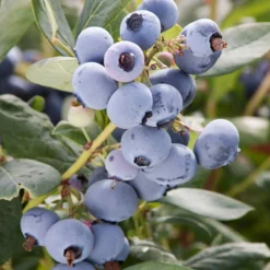Landscape Plants>Roger's Gardens Sunshine Blue Blueberry - 2 Gallon