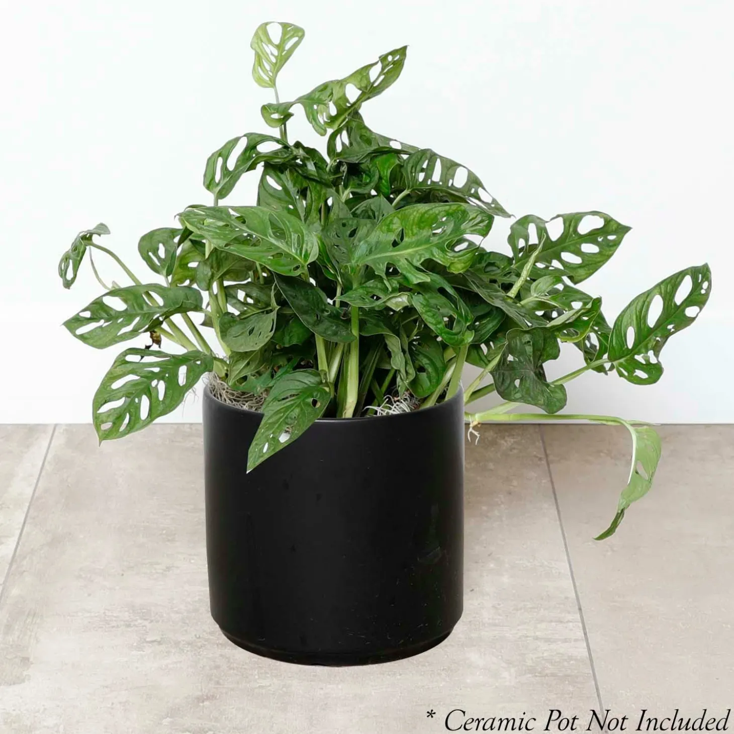 Indoor Plants>Roger's Gardens Swiss Cheese Plant - Monstera Adansonii - 8" Pot